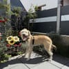 Dietrich sucht ein liebevolles Zuhause
