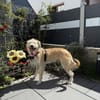 Dietrich sucht ein liebevolles Zuhause