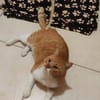 FiV+ Kater Chickpea aus dem Tierschutz