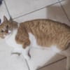FiV+ Kater Chickpea aus dem Tierschutz