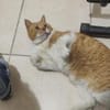FiV+ Kater Chickpea aus dem Tierschutz