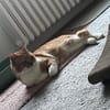FiV+ Kater Chickpea aus dem Tierschutz