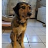 Maja sucht ein liebevolles Zuhause