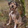 Maja sucht ein liebevolles Zuhause