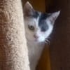 KITTY braucht Zuhause