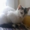 KITTY braucht Zuhause
