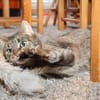 *** LIA - eine Katze mit Charakter!***