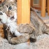 *** LIA - eine Katze mit Charakter!***