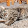 *** LIA - eine Katze mit Charakter!***