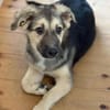 Kiko ist voller Lebensfreude 🐾