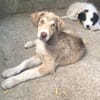 Antonia  Spinone Italiano Mix