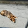 Fina, kleine Hundeseele voller Liebe