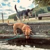 Luna ist ein Herzenshund