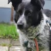 Mattia sucht ein liebevolles Zuhause
