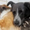 Mattia sucht ein liebevolles Zuhause