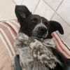 Mattia sucht ein liebevolles Zuhause