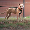 LAIKA