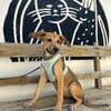 ZIVA (Animalea)