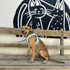 ZIVA (Animalea)