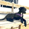 KALLE (Animalea)