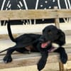 KALLE (Animalea)