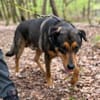 Ari sucht dringend ein neues Zuhause