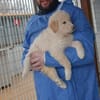 Pulcino sucht ein liebevolles Zuhause