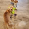Junges Kater Duo Clarence und Golden