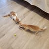 Junges Kater Duo Clarence und Golden