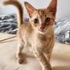 Junges Kater Duo Clarence und Golden
