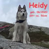 Heidy sucht ein neues Zuhause