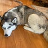 Heidy sucht ein neues Zuhause