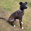 Sox sucht ein schönes Zuhause