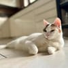BATIDA-wunderschöne Tricolor-Katze