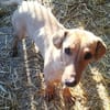 Lilli sucht ihre Familie