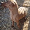 Lilli sucht ihre Familie