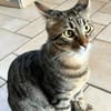 SOS - Kater Piff und Spooky suchen Dich