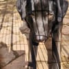 Verspielter Arko sucht aktive Familie