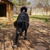 Verspielter Arko sucht aktive Familie