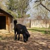 Verspielter Arko sucht aktive Familie