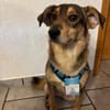 Toller Zhuzhik sucht liebevolles Zuhause