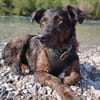 Browny, lernwilliger Rüde, 6J 88299
