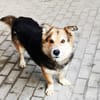 Malik,lieber Familienhund