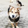 Malik,lieber Familienhund