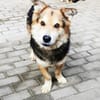 Malik,lieber Familienhund