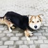 Malik,lieber Familienhund