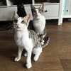 Powerkatze Sil sucht Liebe