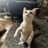Powerkatze Sil sucht Liebe