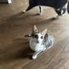 Powerkatze Sil sucht Liebe