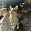 Powerkatze Sil sucht Liebe